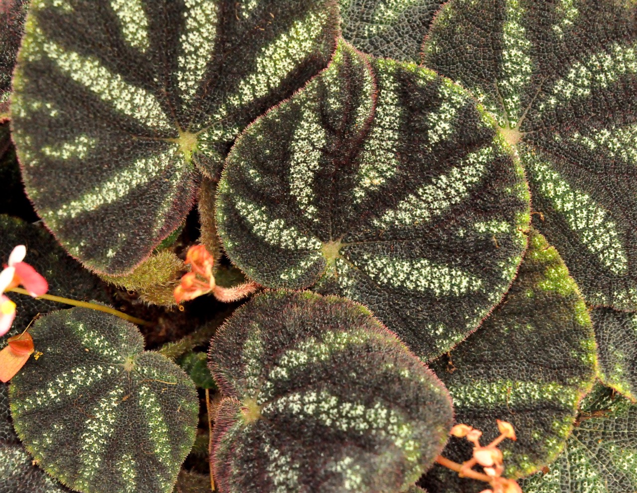 B. kui